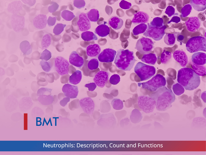 Neutrophils: Description, Count and Functions